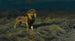In Search of Prey - Wilhelm Kuhnert — artwork view
