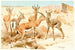 Gazelle Dorcas - Wilhelm Kuhnert — artwork view