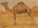 Dromedario - Wilhelm Kuhnert — vista de la obra