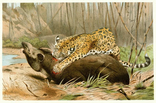 Wilhelm Kuhnert - Jaguar killing Tapir.webp