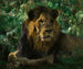 León descansando - Wilhelm Kuhnert — vista de la obra