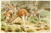 The Red Kangaroo - Wilhelm Kuhnert — artwork view
