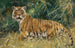 Tigre en alerta - Wilhelm Kuhnert — vista de la obra