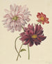 Dahlias - Willem Hekking — vista de la obra