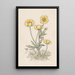 Botones de oro - Willem Wenckebach — cuadro enmarcado en la pared