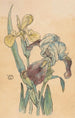 Iris Painting - Willem Wenckebach — artwork view