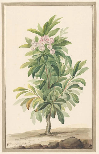 Willem van Leen - Smalbladige lepelboom in landschap Kalmia Angustifolio.webp