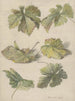 Studies of Grape Leaves - Willem van Leen — artwork view