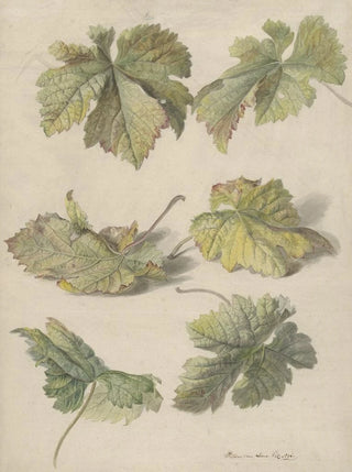 Willem van Leen - Studies van wingerdbladen.webp