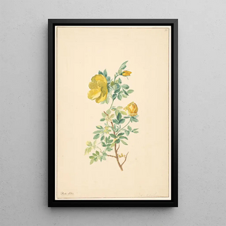 Willem van Leen - Tak van een gele roos Rosa Lutea.webp