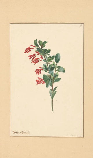 Willem van Leen - Tak van een zuurbes.webp