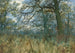 Árboles y sotobosque - William Fraser Garden — vista de la obra