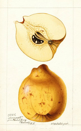 William Henry Prestele - Cydonia oblonga Bourgeat.webp