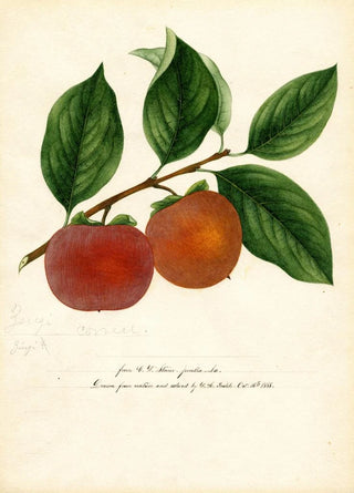 William Henry Prestele - Diospyros Zengi.webp