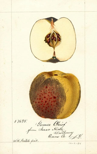 William Henry Prestele - Malus domestica Genesee Chief.webp