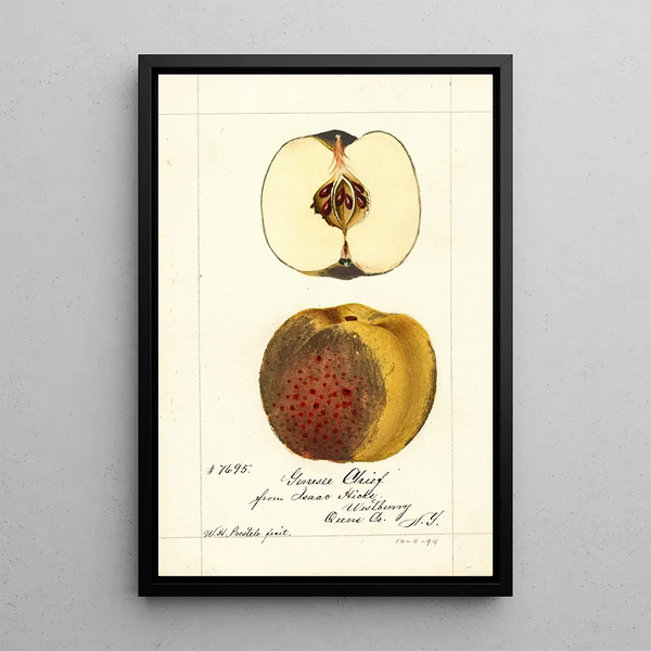 William Henry Prestele - Malus domestica Genesee Chief.webp