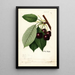 Prunus avium Hoke - William Henry Prestele — cuadro enmarcado en la pared