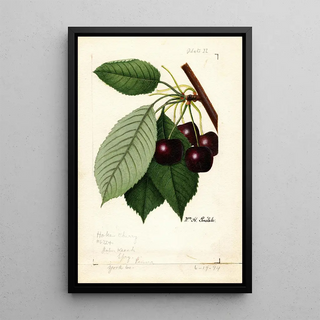 William Henry Prestele - Prunus avium Hoke.webp