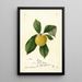 Prunus domestica Ogon - William Henry Prestele — cuadro enmarcado en la pared