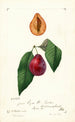 Prunus domestica Tucker - William Henry Prestele — vista de la obra