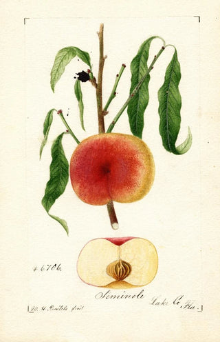 William Henry Prestele - Prunus persica Seminole.webp