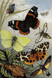 Lepidópteros - William Houghton — vista de la obra