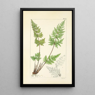 William Jackson Hooker - A century of ferns Pl12.webp