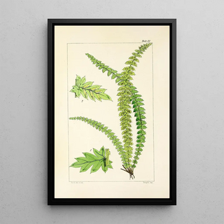 William Jackson Hooker - A century of ferns Pl17.webp