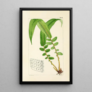 William Jackson Hooker - A century of ferns Pl19.webp