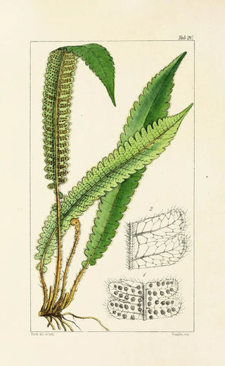 William Jackson Hooker - A century of ferns Pl20.webp