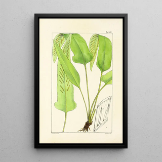 William Jackson Hooker - A century of ferns Pl29.webp