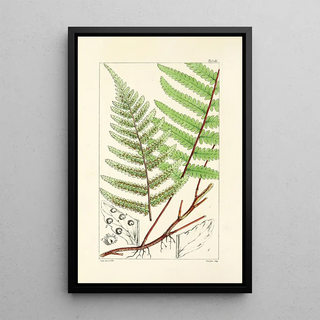 William Jackson Hooker - A century of ferns Pl31.webp