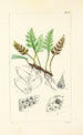 A Century of Ferns Pl34 - William Jackson Hooker — artwork view