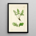A Century of Ferns Pl35 - William Jackson Hooker — framed artwork on a wall