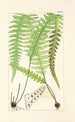 A Century of Ferns Pl40 - William Jackson Hooker — artwork view