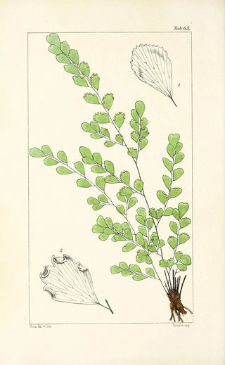 William Jackson Hooker - A century of ferns Pl63.webp