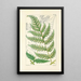A Century of Ferns Pl69 - William Jackson Hooker — framed artwork on a wall