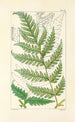 A Century of Ferns Pl69 - William Jackson Hooker — artwork view
