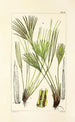 A Century of Ferns Pl72 - William Jackson Hooker — artwork view