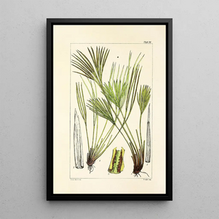 William Jackson Hooker - A century of ferns Pl72.webp