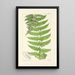 A Century of Ferns Pl74 - William Jackson Hooker — framed artwork on a wall