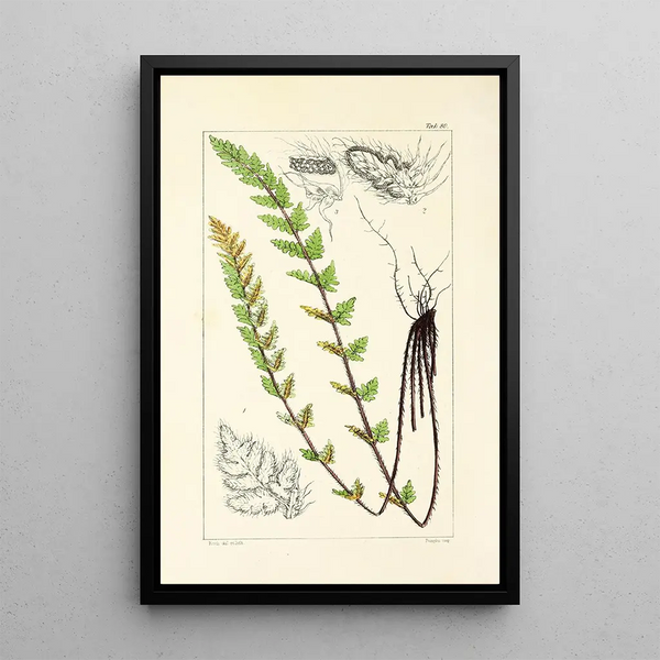 William Jackson Hooker - A century of ferns Pl76.webp