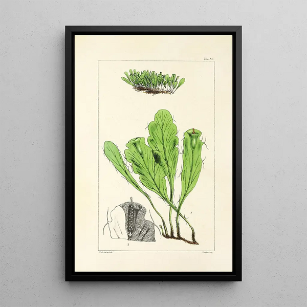 William Jackson Hooker - A century of ferns Pl82.webp