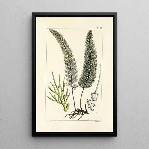 William Jackson Hooker - A century of ferns Pl93.webp