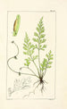 A Century of Ferns Pl96 - William Jackson Hooker — artwork view