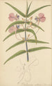 Balsamina setacea - William Jackson Hooker — vista de la obra