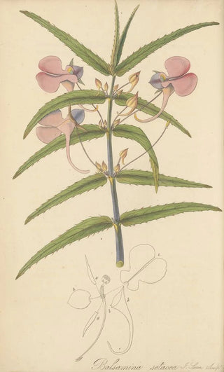William Jackson Hooker - Balsamina setacea.webp