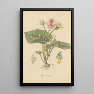 William Jackson Hooker - Begonia picta.webp