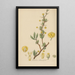Berberis heterophylla - William Jackson Hooker — cuadro enmarcado en la pared