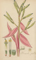 Bromelia pallida - William Jackson Hooker | Cuadro — vista de la obra